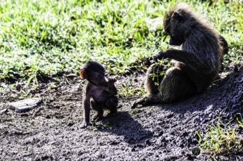  Mother and baby baboon 