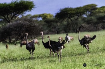  Common Ostrich 